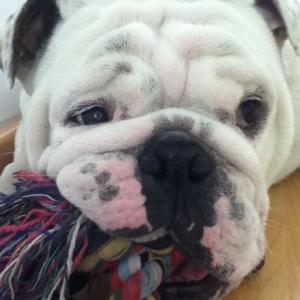 Englische Bulldogge