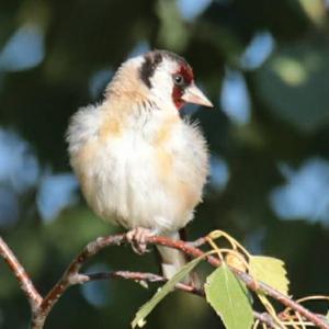 European Goldfinch