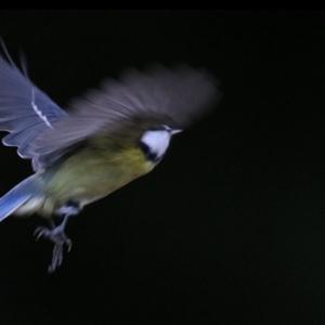 Blue Tit