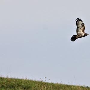 Mäusebussard