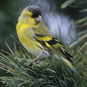 Eurasian Siskin