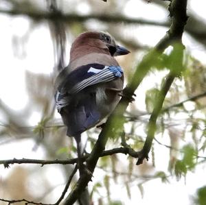 Eurasian Jay