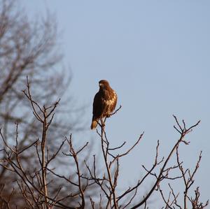 Mäusebussard