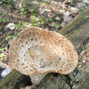 Black-footed Polypore