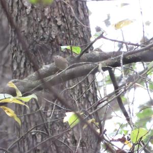 Goldcrest