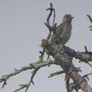 Eurasian Green Woodpecker