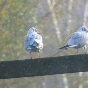 Black-headed Gull