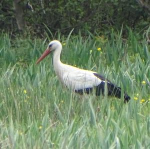 White Stork