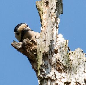 Great Spotted Woodpecker