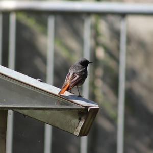 Black Redstart