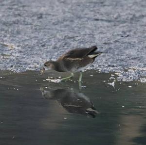 Common Moorhen