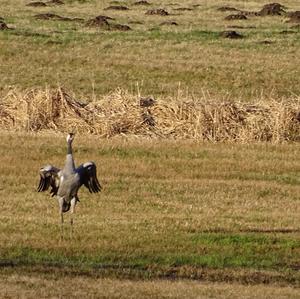 Common Crane