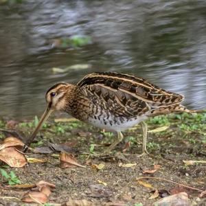 Common Snipe