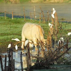 Cattle Egret