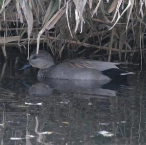 Gadwall