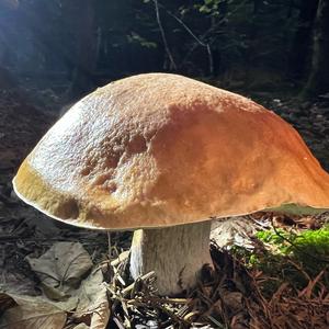 King Bolete