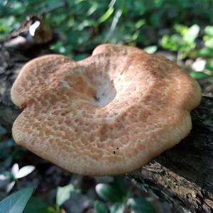 Dryad`s Saddle