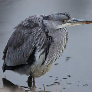 Grey Heron