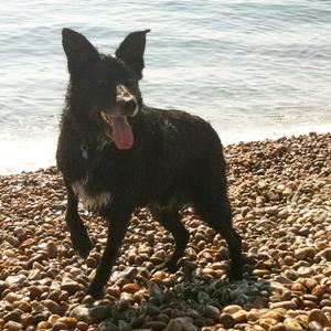Unknown Breed