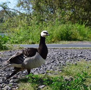 Barnacle Goose