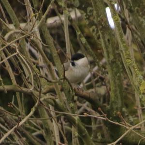 Willow Tit