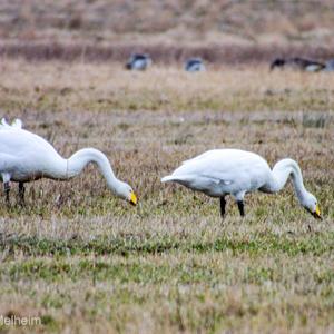 Whooper Swan