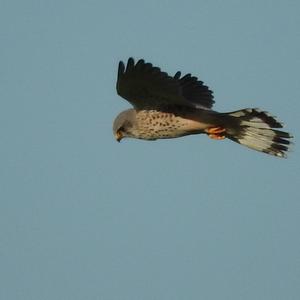 Common Kestrel