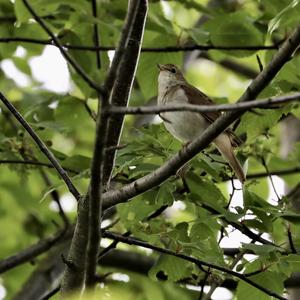 Common Nightingale