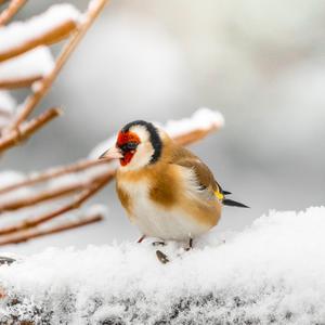 European Goldfinch