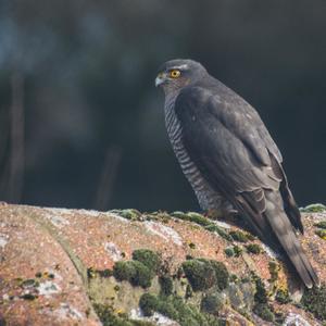 Eurasian Sparrowhawk