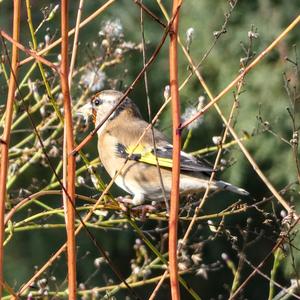 European Goldfinch