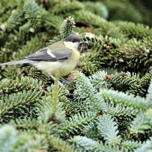 Great Tit