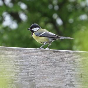 Great Tit