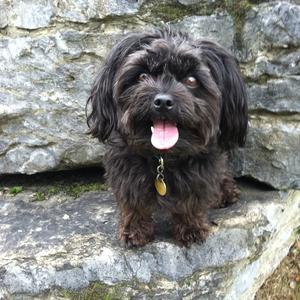 Unknown Breed