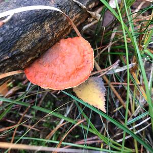 Cinnabar-red Polypore