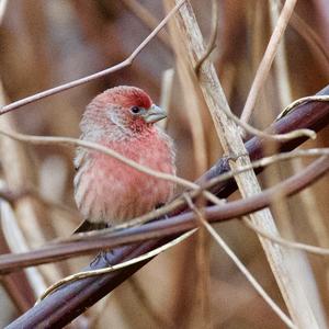 Purple Finch