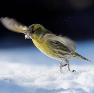 Eurasian Siskin