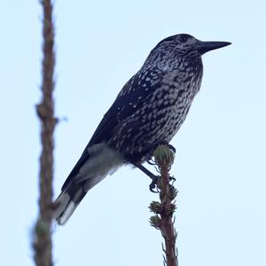 Spotted Nutcracker