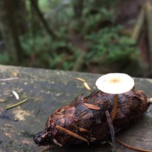 Garlic Marasmius