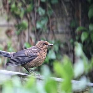 Eurasian Blackbird