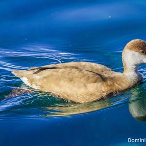 Red-crested Pochard