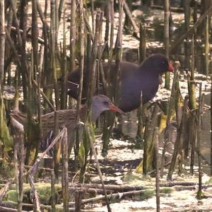 Water Rail