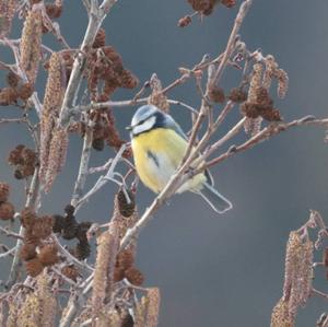 Blue Tit