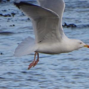 Herring Gull