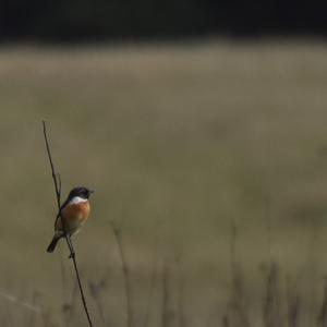 European stonechat