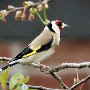 European Goldfinch