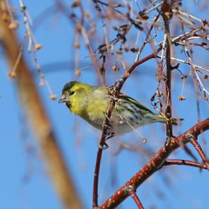 Eurasian Siskin