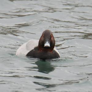 Common Pochard