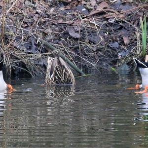 Mallard