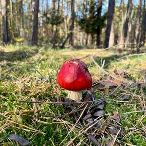 Fly Agaric